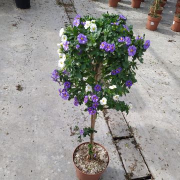 Solanum rantonnetii MIX IN POT