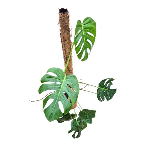 Monstera deliciosa 'Sierrana'