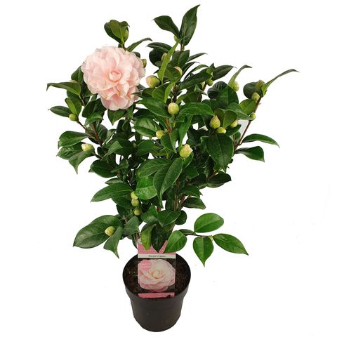 Camellia japonica 'Nuccio's Cameo' (Son & Koot)