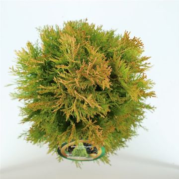 Thuja occidentalis GOLDEN SMARAGD