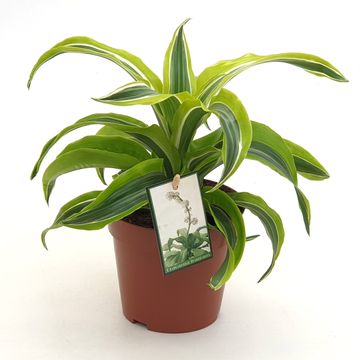 Dracaena fragrans 'Lemon Surprise'