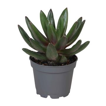 Echeveria 'Macarena'