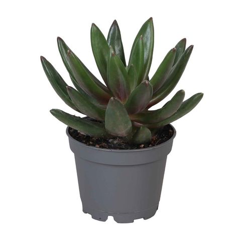 Echeveria 'Macarena'