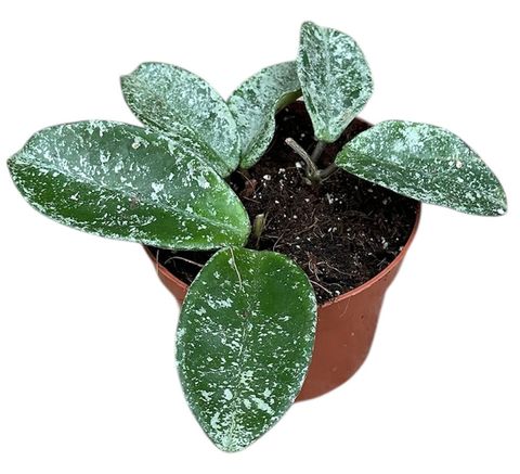 Hoya carnosa 'Grey Ghost'