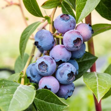 Vaccinium corymbosum 'Jersey'
