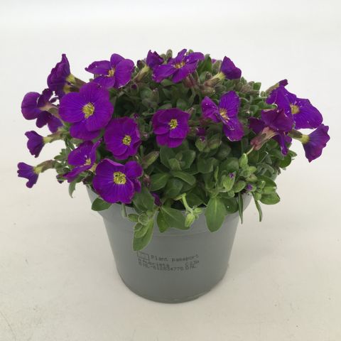 Aubrieta MIX