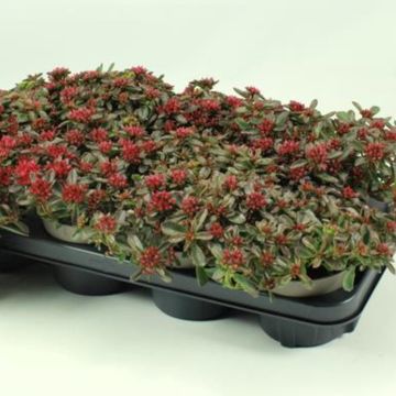 Sedum spurium
