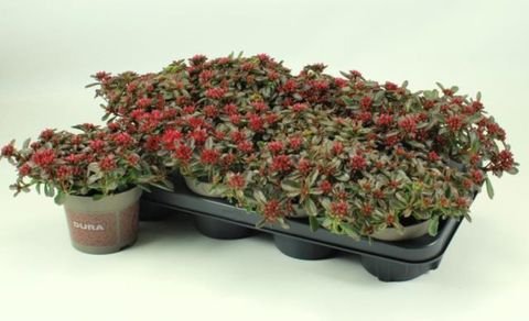 Sedum spurium