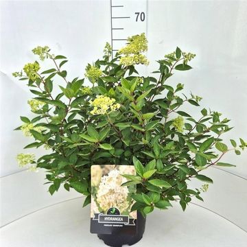 Hydrangea paniculata 'Grandiflora'