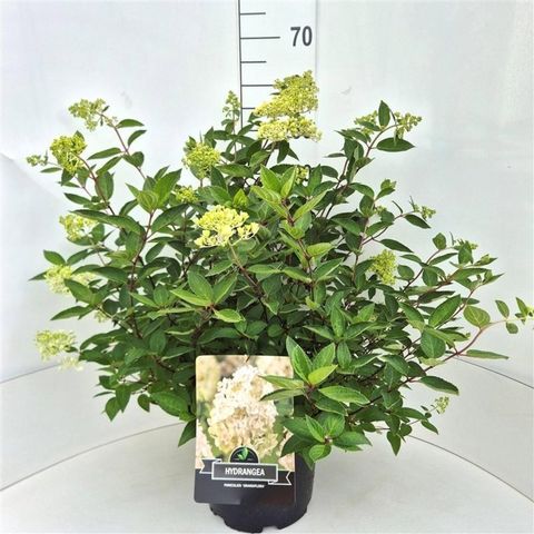 Hydrangea paniculata 'Grandiflora'