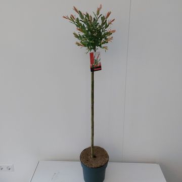 Salix integra 'Flamingo'