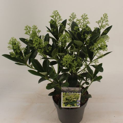 Skimmia japonica 'Finchy'