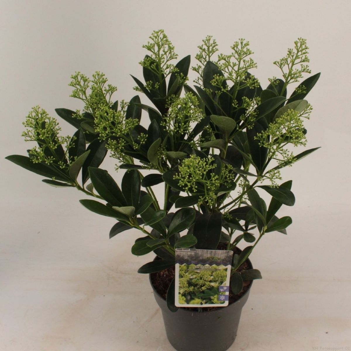 Skimmia japonica 'Finchy' — Plant Wholesale FlorAccess