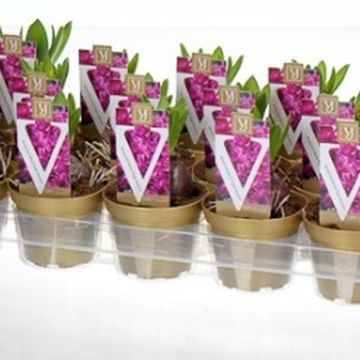 Hyacinthus Гиацинт восточный 'Перпл Сенсейшн'