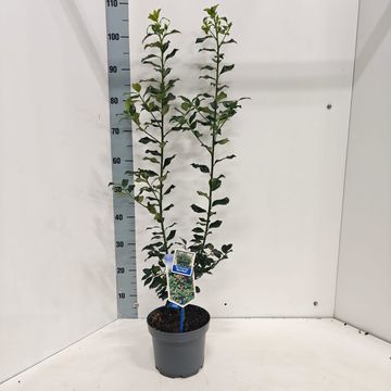 Ilex x meserveae 'Blue Maid'