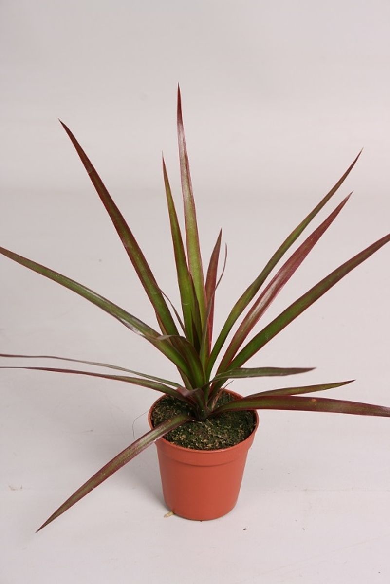 Dracaena marginata 'Magenta' — Plant Wholesale FlorAccess