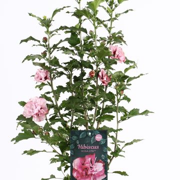 Hibiscus syriacus ROSA-LYN