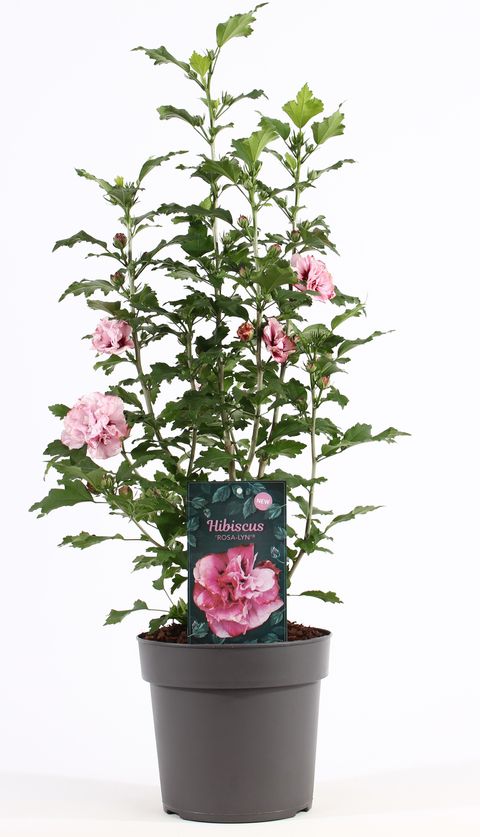 Hibiscus syriacus ROSA-LYN