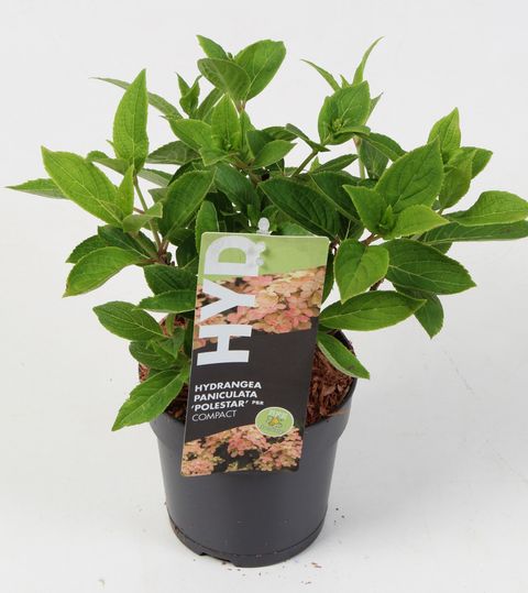Hydrangea paniculata 'Polestar'