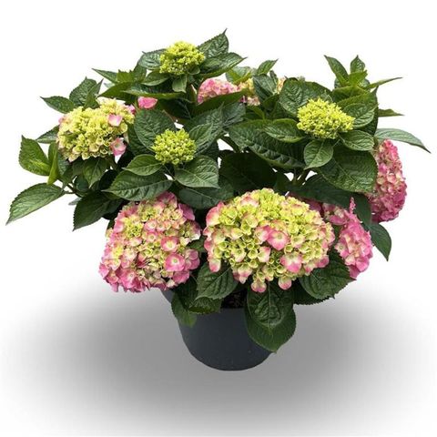 Hydrangea macrophylla 'King George VII'