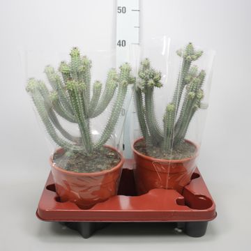 Euphorbia baioensis