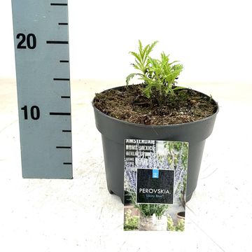 Perovskia atriplicifolia LACEY BLUE