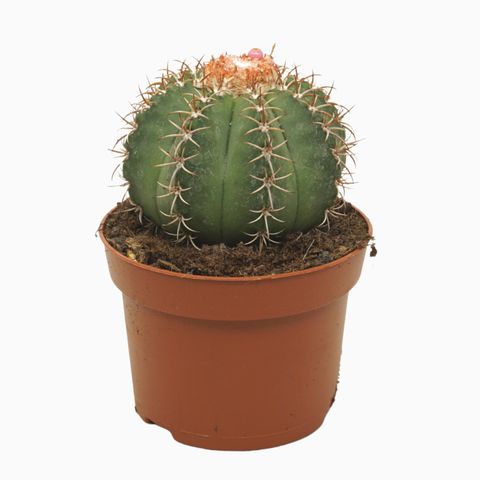 Melocactus matanzanus