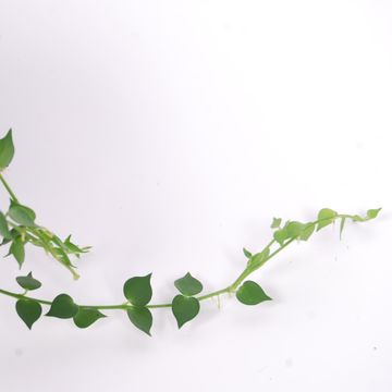 Dischidia ruscifolia