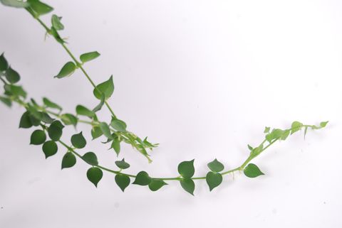 Dischidia ruscifolia