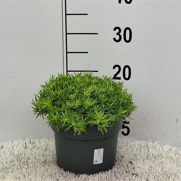 Sedum 'Lemon Ball'