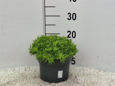 Sedum 'Lemon Ball'