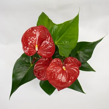 Anthurium KARMA RED