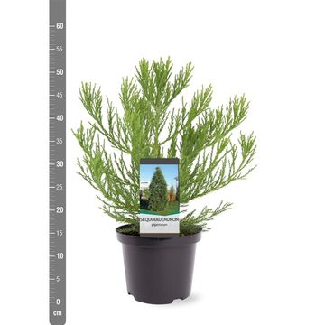 Sequoiadendron giganteum