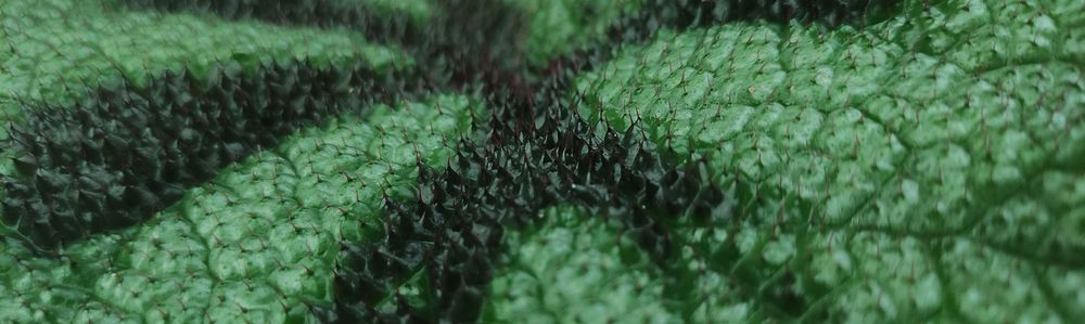 Grønne planter - Begonia