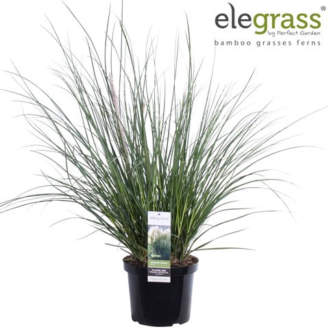Cortaderia selloana 'Evita'