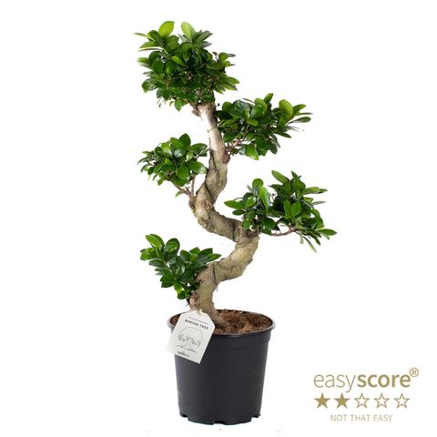 Ficus microcarpa