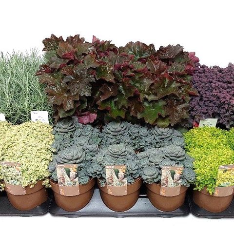 Perennials MIX (Vaste Planten Specialist / Colour Your Garden)