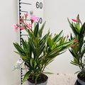 Nerium oleander