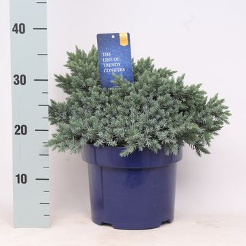 Juniperus squamata 'Blue Star'