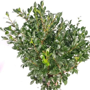 Camellia sasanqua 'Yuletide'