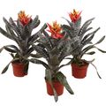 Aechmea chantinii 'Rebecca'