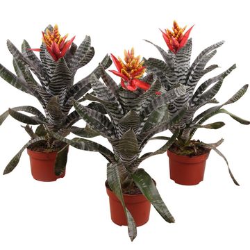 Aechmea chantinii 'Rebecca'