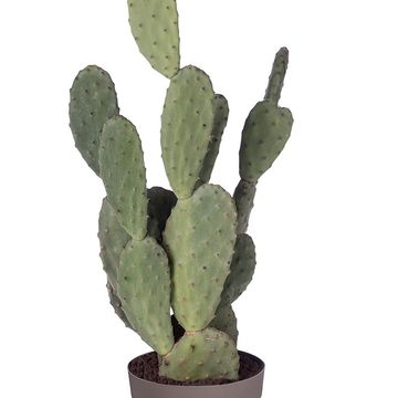 Opuntia tomentosa