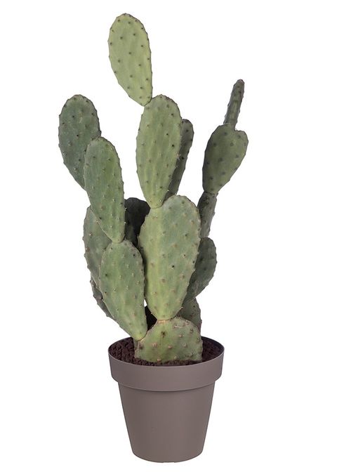 Opuntia tomentosa