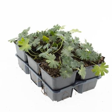 Geranium sanguineum 'Album'