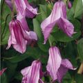 Clematis 'Aljonushka' (D)