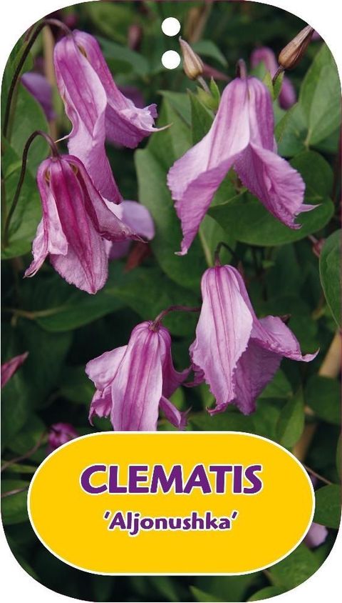 Clematis 'Aljonushka' (D)