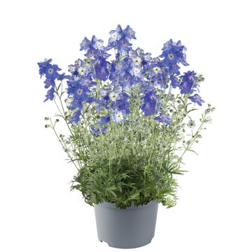 Delphinium OCEAN TIARA BLUE