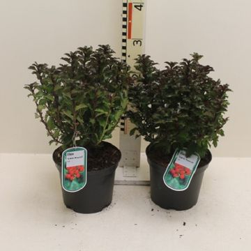 Ilex x meserveae LITTLE RASCAL