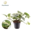 Epipremnum pinnatum 'Marble King'